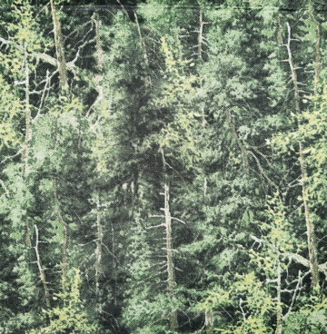 25498 76 bomen